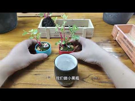 錢多多植物|【錢多多植物】「銅錢葉養護指南：讓錢多多植物繁盛。